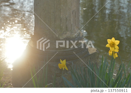 モンソー公園の池のほとりに咲く水仙と古代ローマ風の柱　パリの春の風景（2026年3月3日撮影） 137550911