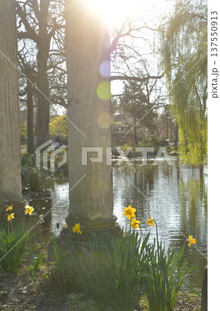 モンソー公園の池のほとりに咲く水仙と古代ローマ風の柱 パリの春の風景(2026年3月3日撮影) モンソー公園の池のほとりに咲く水仙と古代ローマ風の柱 パリの春の風景(2026年3月3日撮影) 137550913