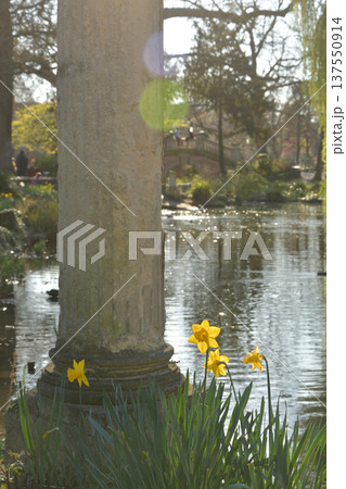 モンソー公園の池のほとりに咲く水仙と古代ローマ風の柱 パリの春の風景(2026年3月3日撮影) モンソー公園の池のほとりに咲く水仙と古代ローマ風の柱 パリの春の風景(2026年3月3日撮影) 137550914