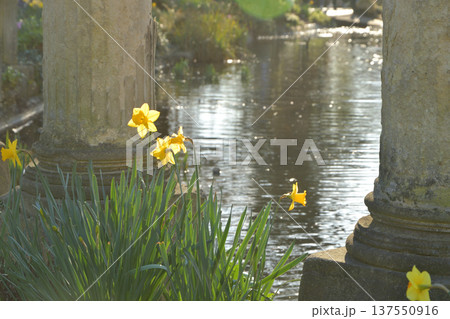 モンソー公園の池のほとりに咲く水仙と古代ローマ風の柱　パリの春の風景（2026年3月3日撮影） 137550916