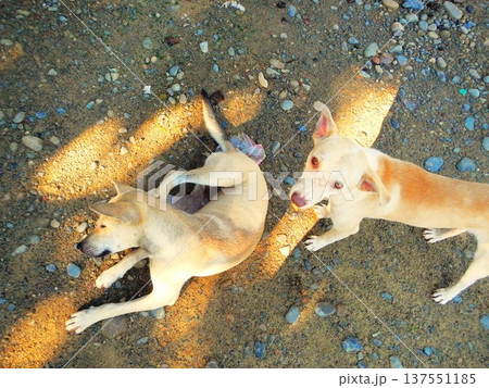 ボルネオ島の村で暮らす犬（マレーシア） 137551185