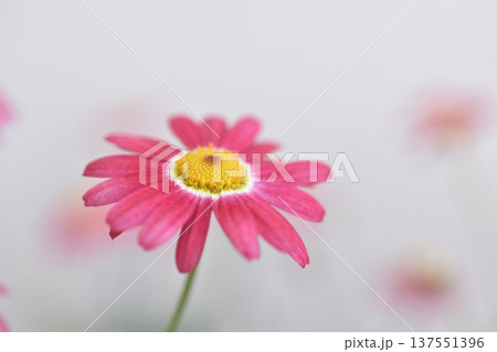 マーガレット 137551396