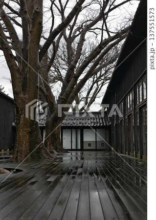 雨の山居倉庫とケヤキ並木（酒田市） 137551573