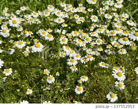 Field of chamomile flowers in bloom. Chamomiles decorate the landscapes of many countries with their bright yellow colors. Field of chamomile flowers in bloom. Chamomiles decorate the landscapes of many countries with their bright yellow colors. 137552053