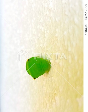 アゲハチョウの幼虫（蛹化前）　1 137552099