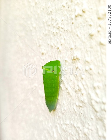 アゲハチョウの幼虫(蛹化前) 2 アゲハチョウの幼虫(蛹化前) 2 137552100