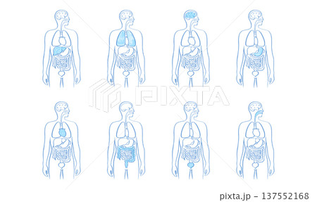 Internal Organs Sketch 137552168