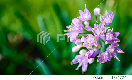 ピンクのニラの花のアップ ピンクのニラの花のアップ 137552245