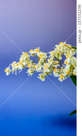 オンシジューム・トゥインクルの花 オンシジューム・トゥインクルの花 137552299