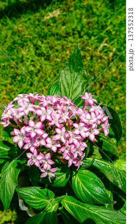 ペンタスの花 137552318