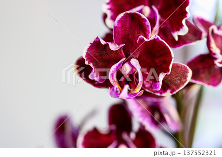 赤い胡蝶蘭 137552321