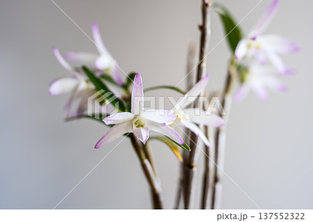 セッコクの花 137552322