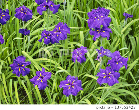 凛とした気品。初夏を彩る紫あやめの群生 137552425
