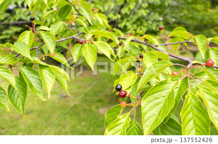 初夏の宝石。緑の葉の間で色づく小さな実 137552426