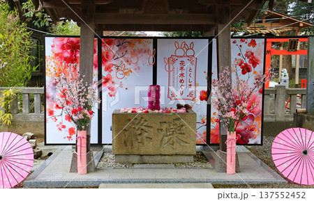 神社の境内に飾られた和傘と花手水 神社の境内に飾られた和傘と花手水 137552452