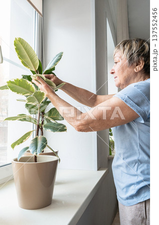 Senior woman carefully wiping dust from variegated rubber plant leaves, enjoying home care and a tranquil domestic activity. A truly authentic moment. Indoor gardening, plant care, green lifestyle Senior woman carefully wiping dust from variegated rubber plant leaves, enjoying home care and a tranquil domestic activity. A truly authentic moment. Indoor gardening, plant care, green lifestyle 137552456