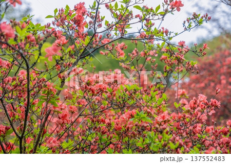 春の庭園に咲き誇る鮮やかな赤いツツジの花 137552483
