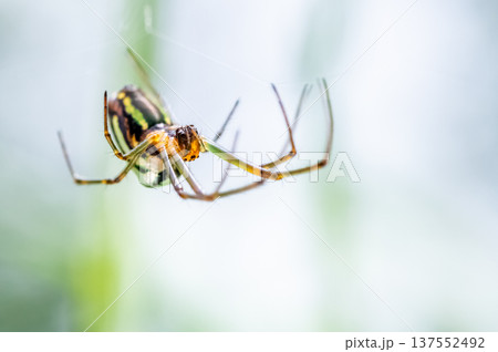 シロカネグモの空中散歩 シロカネグモの空中散歩 137552492