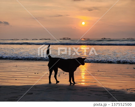バリ島・クタビーチで夕日を背景に佇む野良犬 137552500