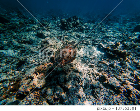 Sea turtle hunting in the seabed Sea turtle hunting in the seabed 137552501