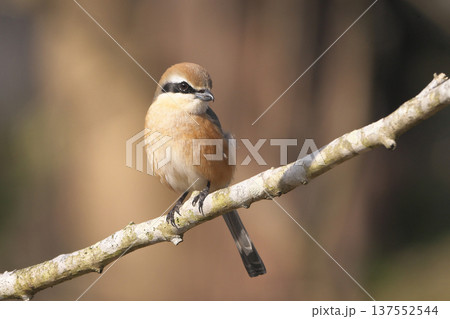 雄モズ 雄モズ 137552544