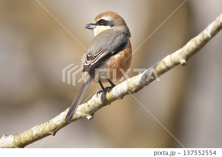 雄モズ 雄モズ 137552554