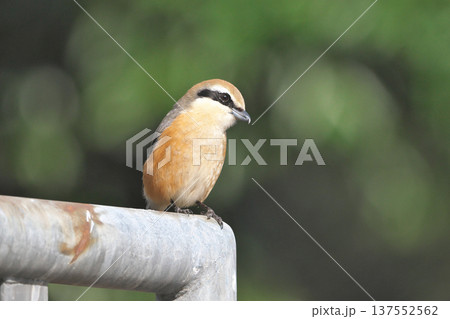 雄モズ 雄モズ 137552562