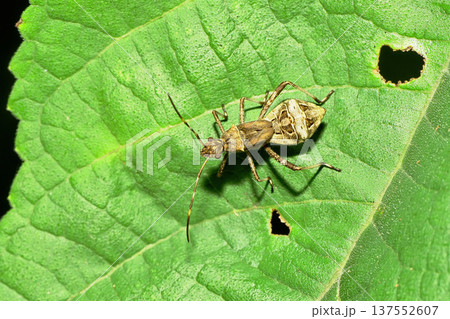 ホソヘリカメムシの幼虫 ホソヘリカメムシの幼虫 137552607