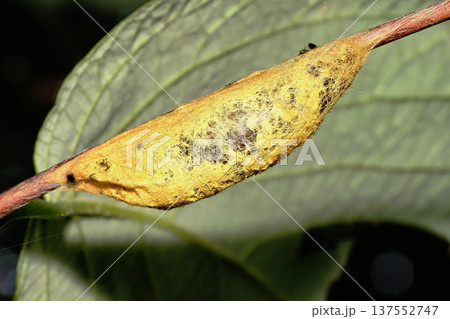 タケハレハの繭 137552747