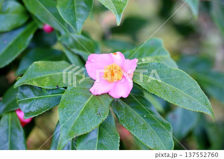 ロビラキの花 137552760