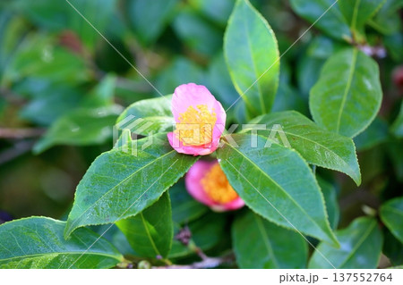 ロビラキの花 ロビラキの花 137552764
