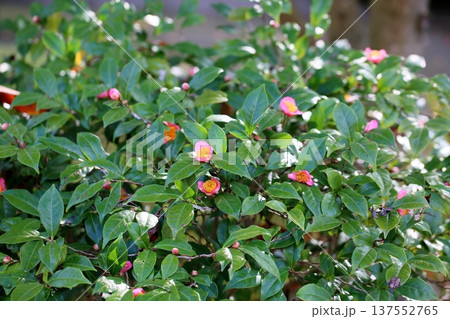 ロビラキの花 ロビラキの花 137552765