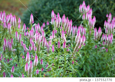 可愛い ノゲイトウの花 可愛い ノゲイトウの花 137552770