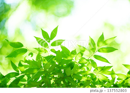 清々しさが漂う新緑の季節 137552803