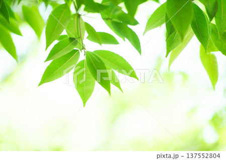 清々しさが漂う新緑の季節 清々しさが漂う新緑の季節 137552804