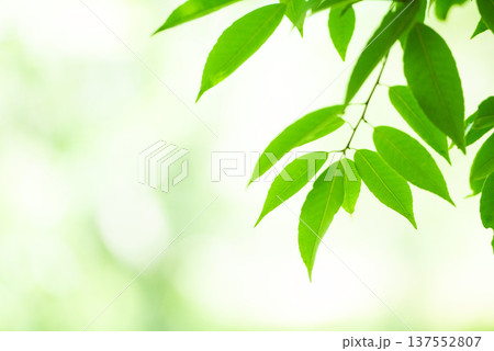 清々しさが漂う新緑の季節 137552807