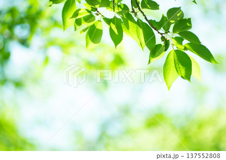 清々しさが漂う新緑の季節 137552808