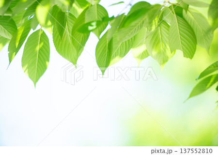 清々しさが漂う新緑の季節 137552810