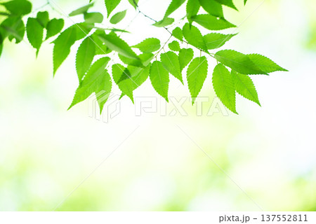 清々しさが漂う新緑の季節 137552811