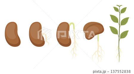 Stages of seed germination and plant growth flat vector illustration 137552838