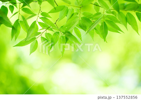 清々しさが漂う新緑の季節 137552856