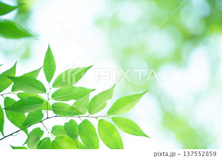 清々しさが漂う新緑の季節 137552859