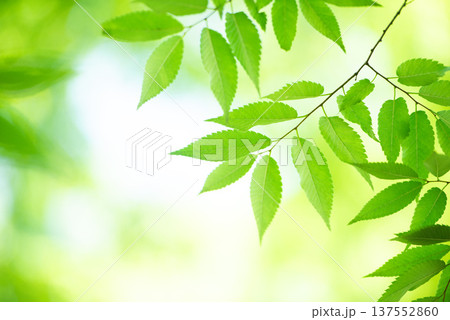 清々しさが漂う新緑の季節 137552860