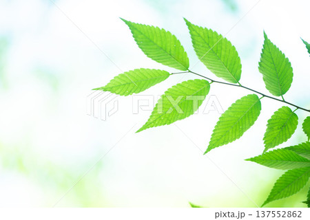清々しさが漂う新緑の季節 137552862