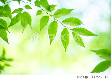 清々しさが漂う新緑の季節 137552918