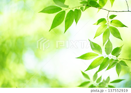 清々しさが漂う新緑の季節 137552919