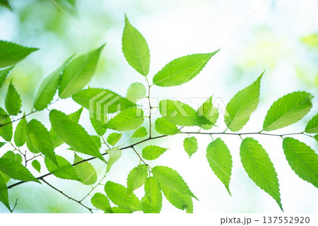 清々しさが漂う新緑の季節 137552920