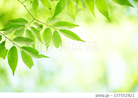 清々しさが漂う新緑の季節 清々しさが漂う新緑の季節 137552921