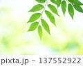 清々しさが漂う新緑の季節 137552922