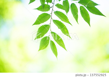 清々しさが漂う新緑の季節 137552925